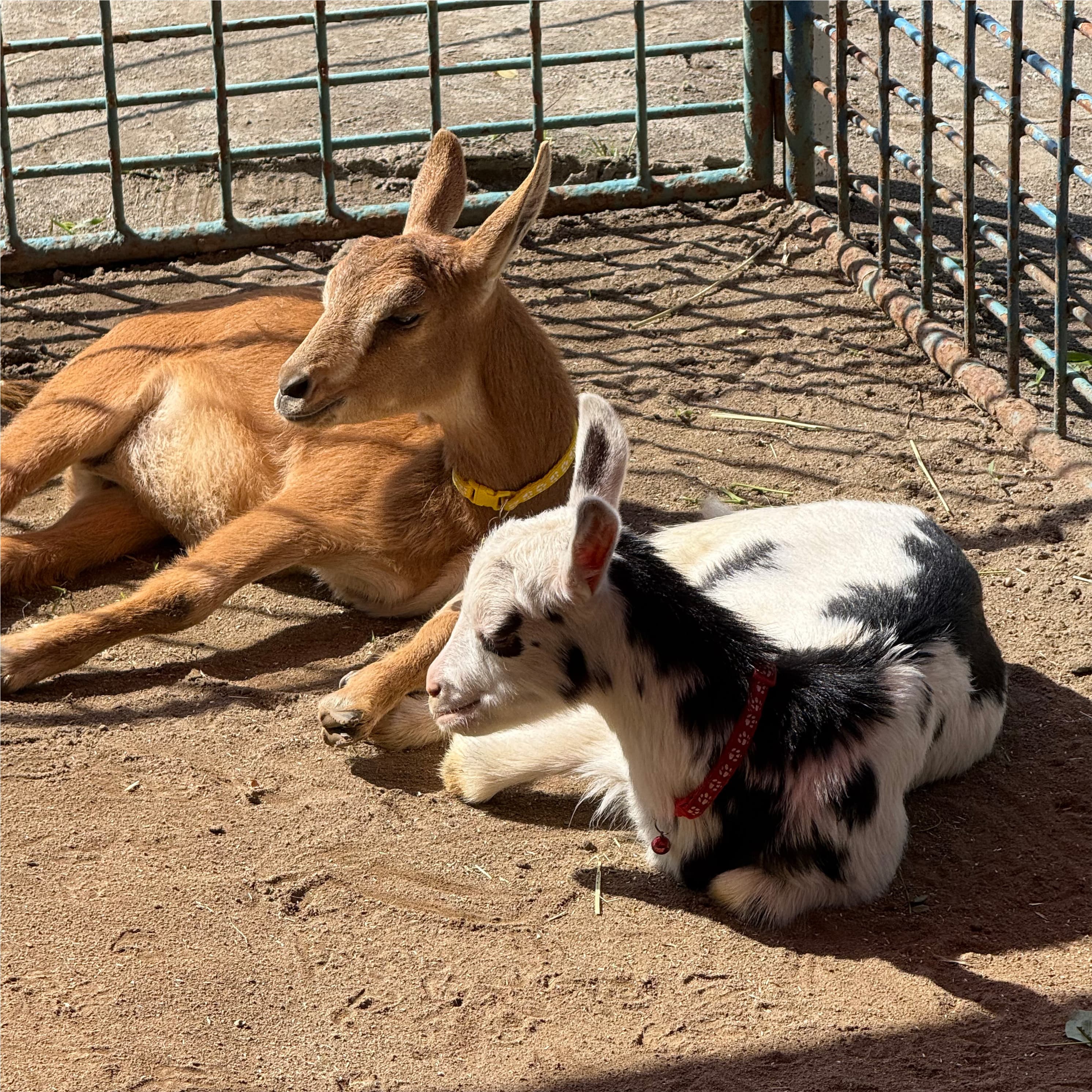 ヤギの飼育